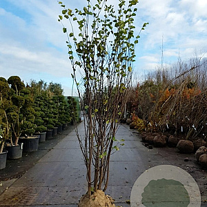 Cercis siliquastrum 250-300 cm draadkluit meerstammig solitair