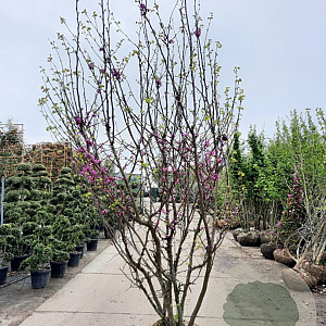 Cercis siliquastrum 250-300 cm draadkluit meerstammig solitair