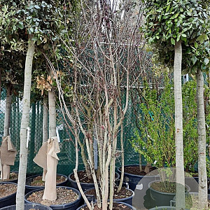 Cercis siliquastrum 300-350 cm container meerstammig