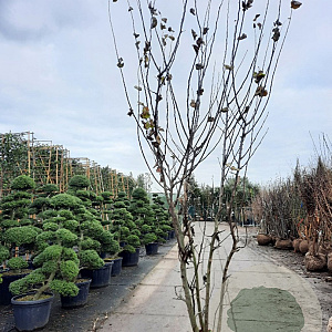 Cercis siliquastrum 350-400 cm draadkluit meerstammig