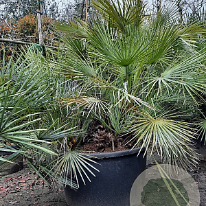 Chamaerops humilis argentea 125-150 cm container 
