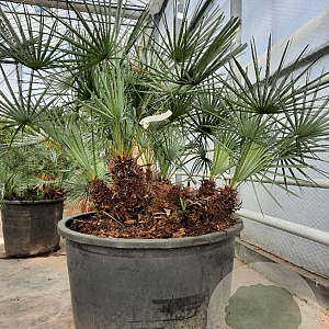 Chamaerops humilis argentea 80-100 cm container