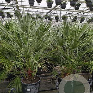 Chamaerops humilis 100 cm 35L