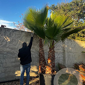 Chamaerops humilis 100 cm 35L