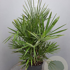 Chamaerops humilis 100 cm 35L