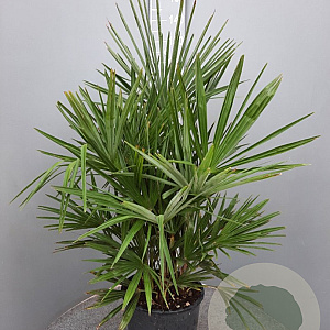 Chamaerops humilis 100 cm 35L