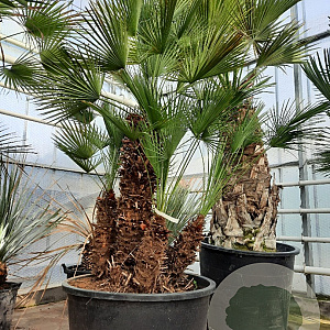Chamaerops humilis 175-200 cm container meerstammig