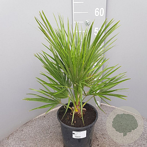 Chamaerops humilis 20-30 cm 3,0L