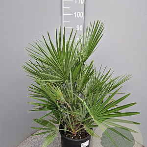 Chamaerops humilis 40-50 cm 6L