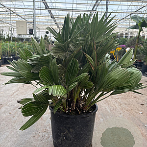 Chamaerops humilis 'Vulcano' 50-60 cm 6L