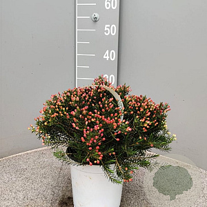 Chamelaucium uncinatum GM P17