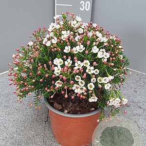 Chamelaucium uncinatum GM P17