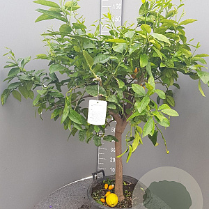 Citrus bergamia 100-110 cm 20L stam