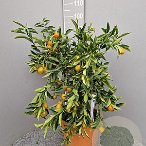 Citrus _x_Fortunella 'Kucle' 100 cm 10L stam oranje