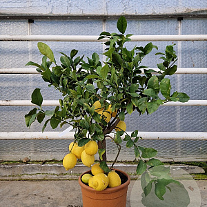 Citrus limon 100 cm 10L stam oranje