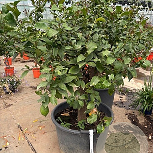 Citrus limon 160 cm 15L stam