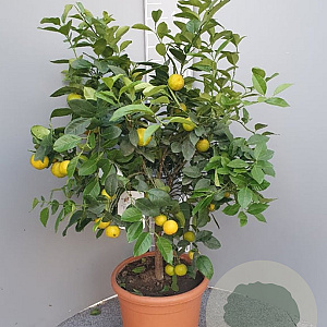 Citrus limetta 'Pursha' 100 cm 10L stam oranje