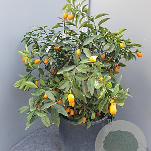 Citrus margarita 100 cm 35L