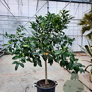 Citrus paradisi 100-110 cm 20L stam