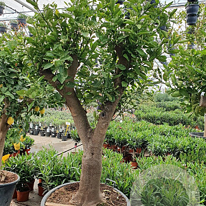 Citrus sinensis 50 cm stam container 50-60 pompon