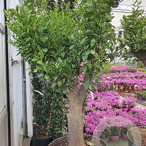 Citrus sinensis 50 cm stam container 50-60 pompon