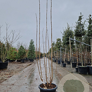 Clerodendrum trichotomum 175-200 cm container meerstammig