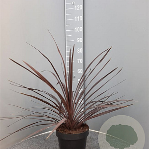 Cordyline aus. 'Red Star' 60-80 cm 6L