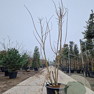 Cotinus coggygria 200-250 cm cont. 65L meerstammig