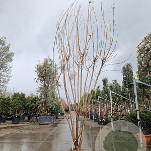 Cotinus coggygria 250-300 cm draadkluit meerstammig solitair