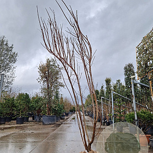 Cotinus coggygria 300-350 cm draadkluit meerstammig solitair