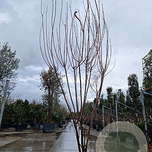 Cotinus coggygria 350-400 cm draadkluit meerstammig