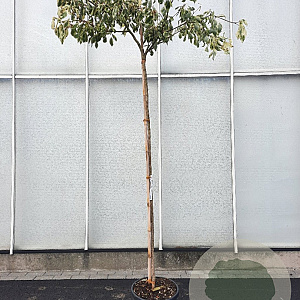 Cornus controversa 'Variegata' 180 cm stam container 6-8