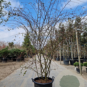 Cotoneaster franchetii 200-250 cm 45L