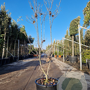 Cornus florida rubra 125-150 cm 30L