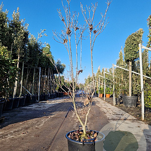 Cornus florida rubra 125-150 cm 30L