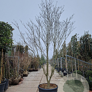 Cornus florida rubra 350-400 cm container extra