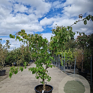 Cornus k. 'China Girl' 125-150 cm container 