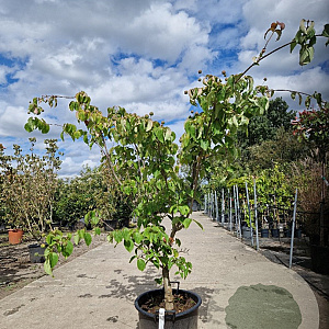 Cornus k. 'China Girl' 125-150 cm container 