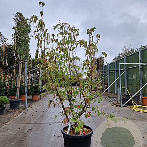 Cornus k. 'China Girl' 150-175 cm cont. 70L meerstammig