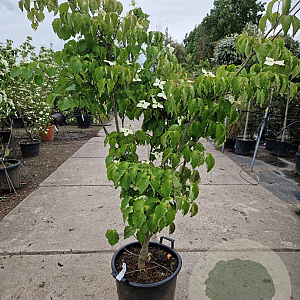 Cornus k. 'China Girl' 150-175 cm container 