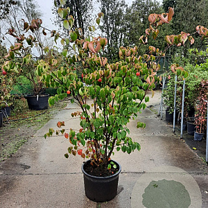 Cornus k. 'China Girl' 150-175 cm container 