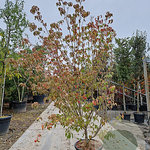 Cornus k. 'China Girl' 175-200 cm container meerstammig