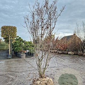 Cornus kousa chinensis 250-300 cm draadkluit meerstammig solitair