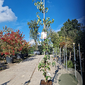 Cornus k. Flower Tower 175-200 cm 15L