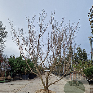 Cornus k. 'Milky Way' 200-250 cm draadkluit meerstammig