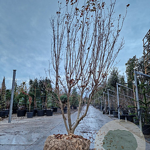 Cornus k. 'Milky Way' 250-300 cm draadkluit meerstammig solitair