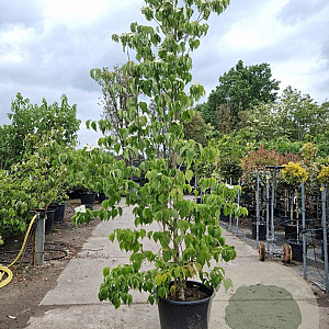 Cornus kousa 200-250 cm container geveerd