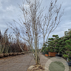 Cornus kousa 250-300 cm draadkluit meerstammig solitair