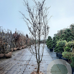 Cornus kousa 300-350 cm draadkluit meerstammig solitair
