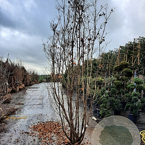 Cornus kousa 300-350 cm draadkluit meerstammig paraplu